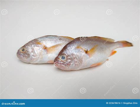 yellow croaker fish|Larimichthys polyactis .